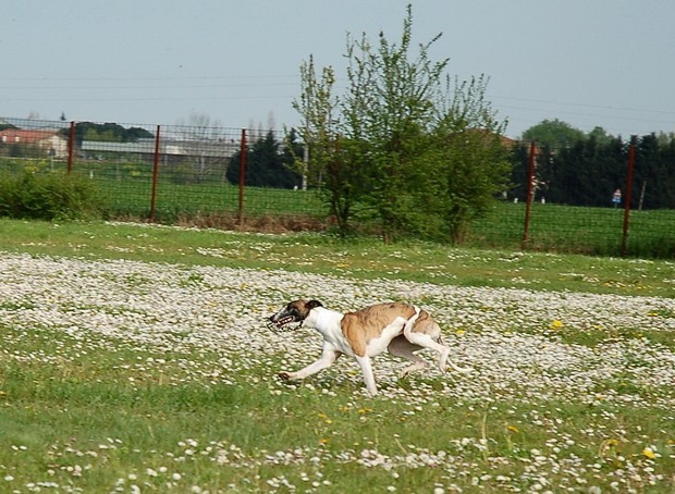 Ravenna coursing april 07 - foto