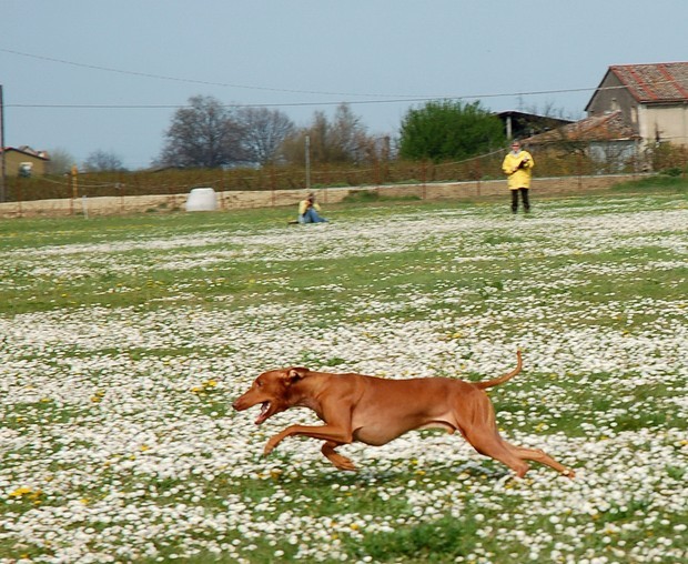 Ravenna coursing april 07 - foto