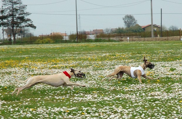 Ravenna coursing april 07 - foto