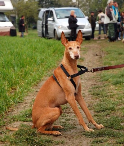 Ravenna coursing april 07 - foto