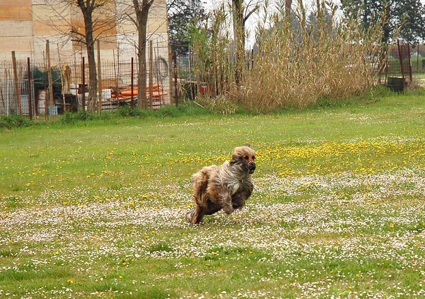 Ravenna coursing april 07 - foto