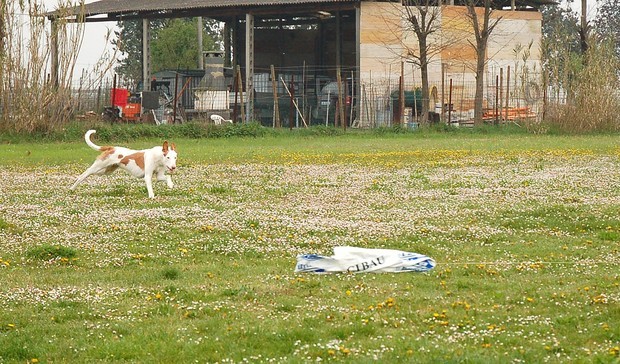 Ravenna coursing april 07 - foto