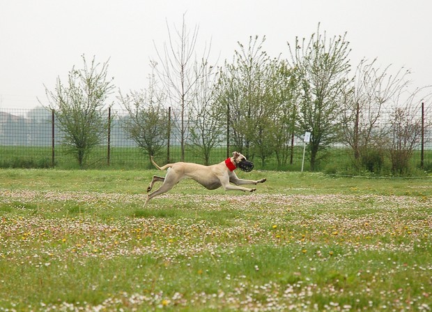 Ravenna coursing april 07 - foto povečava