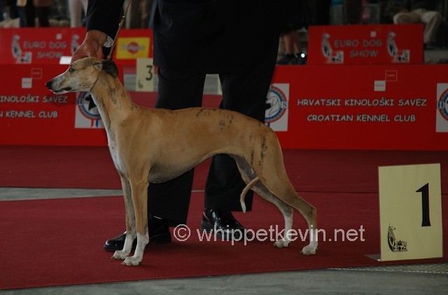 Eurodogshow zagreb - foto