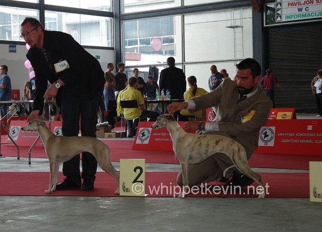 Eurodogshow zagreb - foto