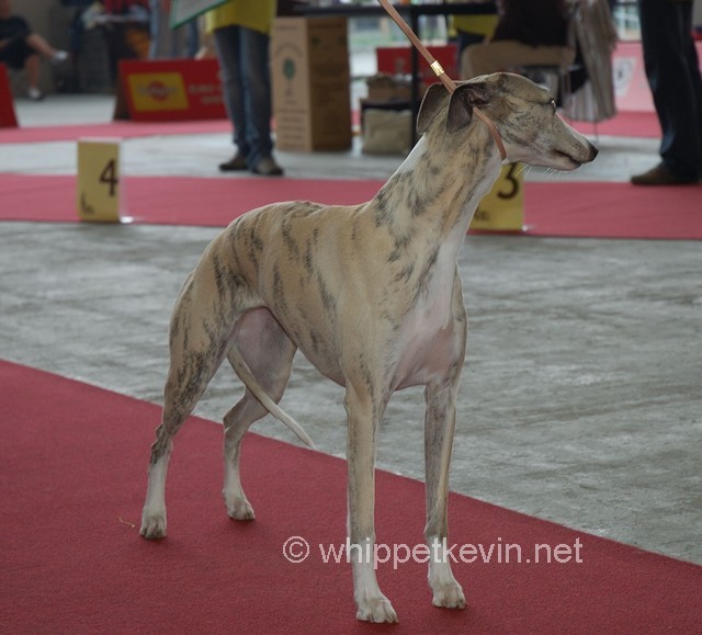 Eurodogshow zagreb - foto