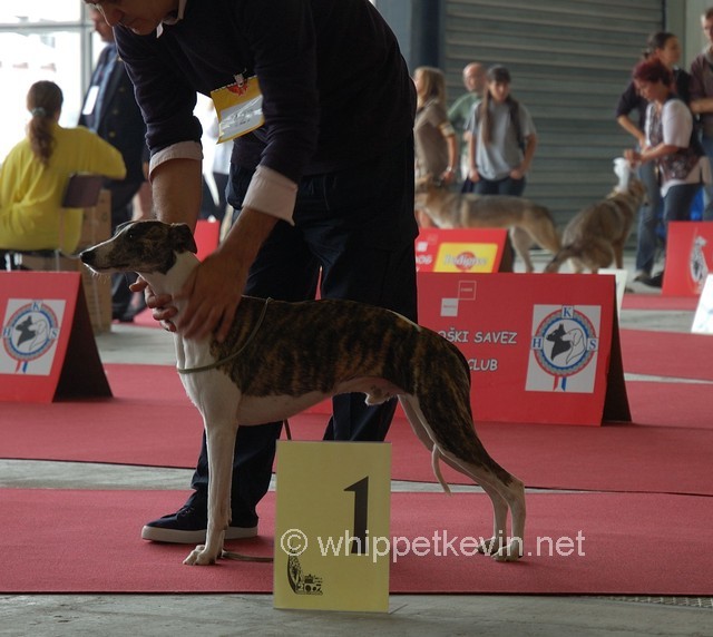 Eurodogshow zagreb - foto