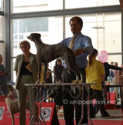 Eurodogshow zagreb - foto