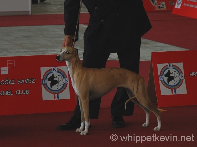 Eurodogshow zagreb - foto