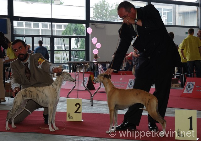 Eurodogshow zagreb - foto