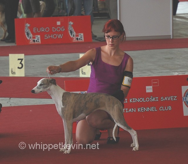 Eurodogshow zagreb - foto