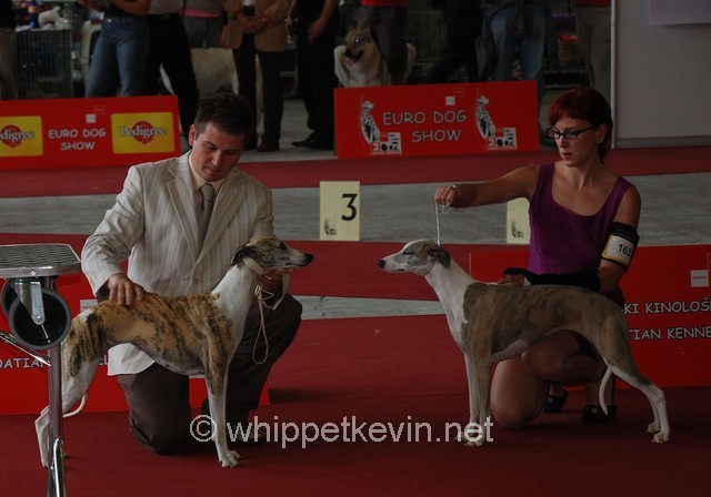 Eurodogshow zagreb - foto