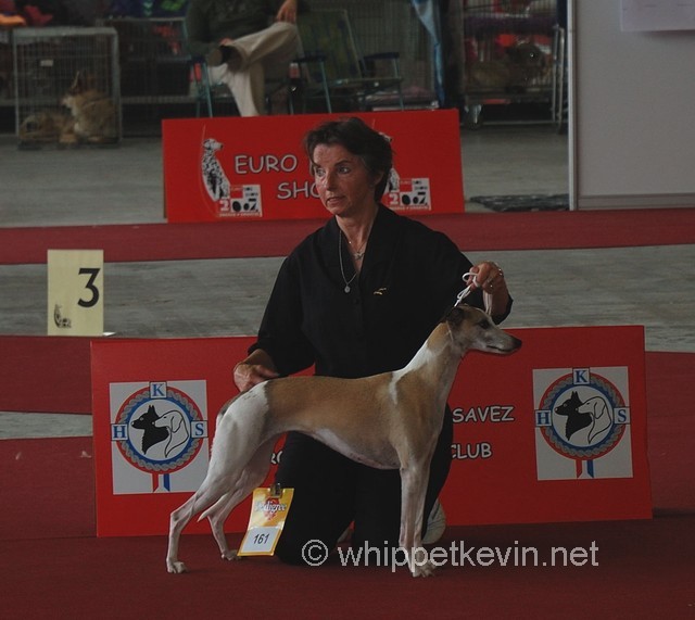 Eurodogshow zagreb - foto