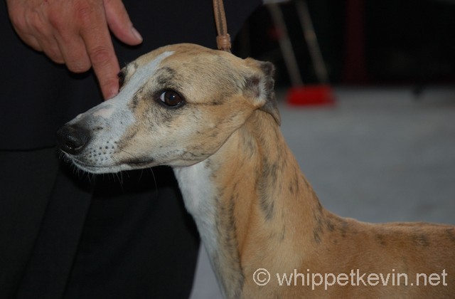 Eurodogshow zagreb - foto