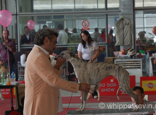 Eurodogshow zagreb - foto