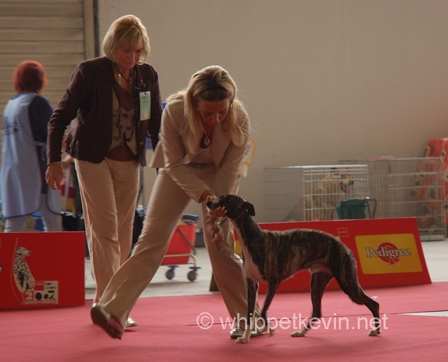 Eurodogshow zagreb - foto