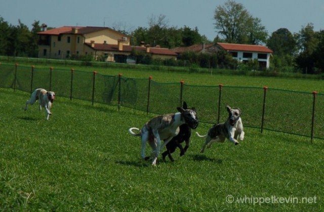 Trening palladio 08.07 - foto