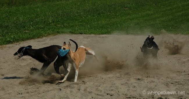 Trening palladio 08.07 - foto povečava