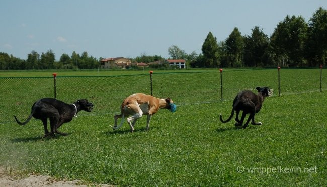 Trening palladio 08.07 - foto povečava
