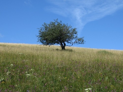 Kevin  - foto povečava