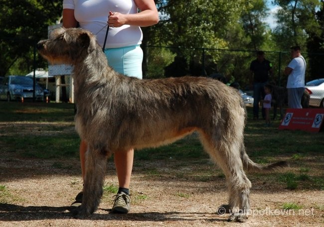 CACIB Umag 8.9.2007 - foto povečava