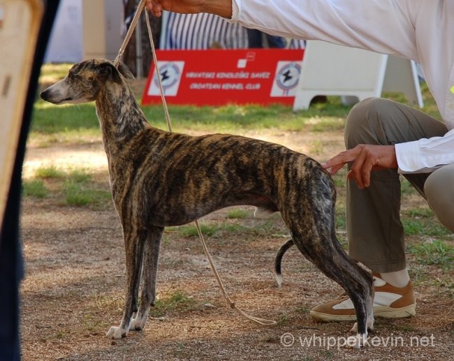 CACIB Umag 8.9.2007 - foto povečava