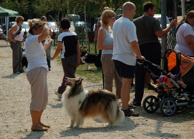 Ronchi - ovce - foto povečava