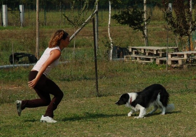 Ronchi - ovce - foto