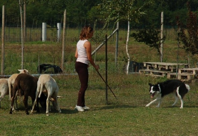 Ronchi - ovce - foto