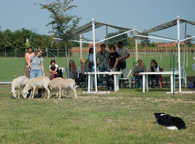Ronchi - ovce - foto povečava