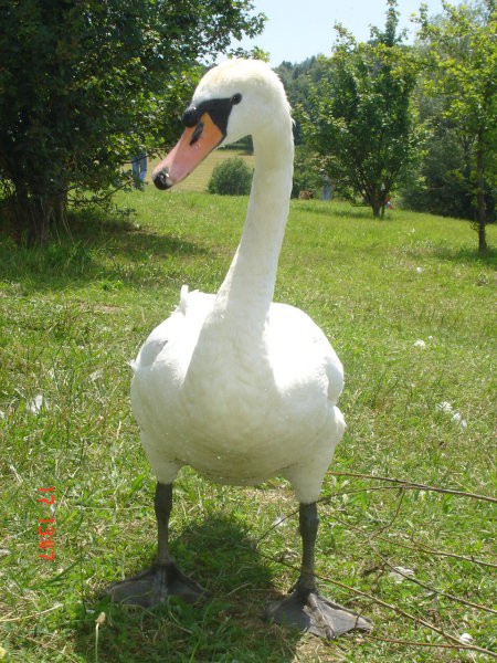 GALOPSKE DIRKE VELENJE - foto