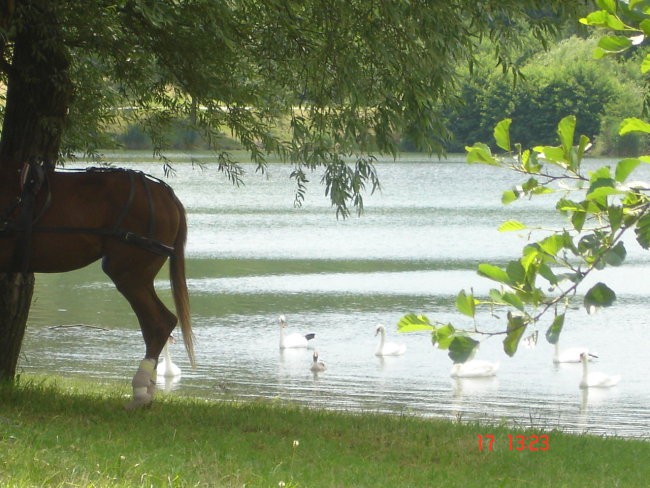 GALOPSKE DIRKE VELENJE - foto povečava