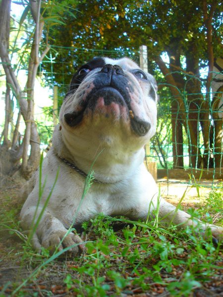 WILSON-FRENCH BULLDOGY - foto