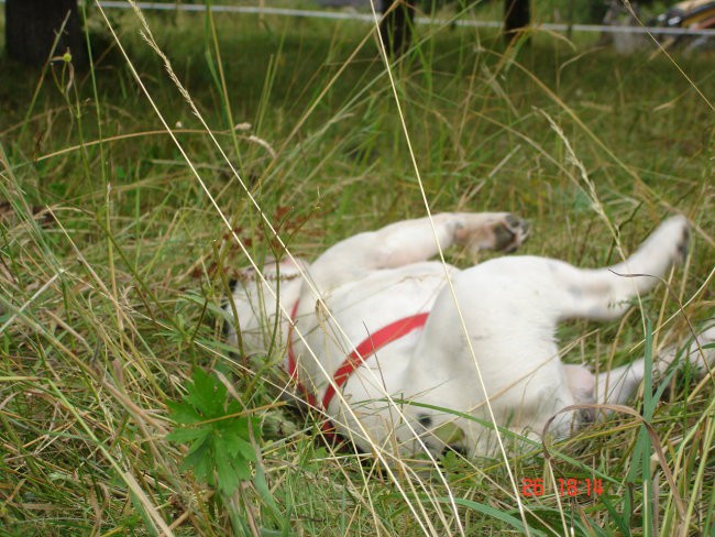 WILSON-FRENCH BULLDOGY - foto povečava