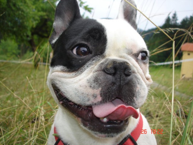 WILSON-FRENCH BULLDOGY - foto