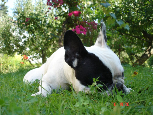 WILSON-FRENCH BULLDOGY - foto