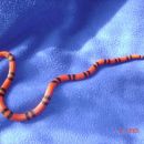 my lampropeltis triangulum honduresis tangerine