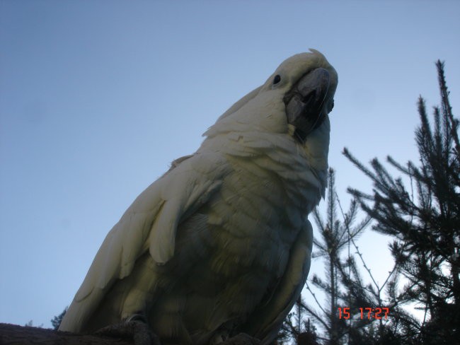 MANKY-WHITE/UMBRELLA/ALBA KAKADU - foto povečava