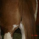 križanec med quarter horse in paint horsem