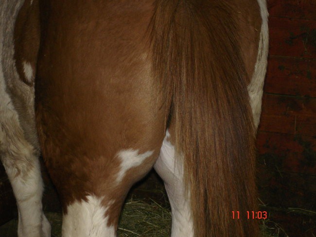 križanec med quarter horse in paint horsem