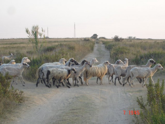 SABUNIKE 2007..THE WILD SPIRIT - foto