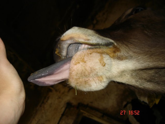 NAŠE BLESARIJE IN NEUMNI KOMENTARJI XD 2007_a - foto