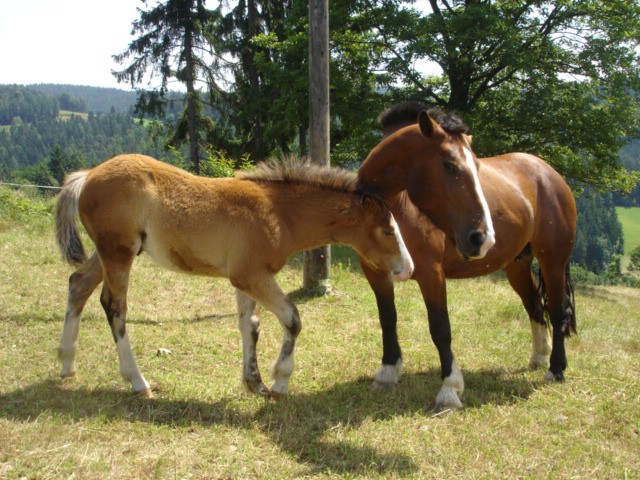 KEN IN IŠA