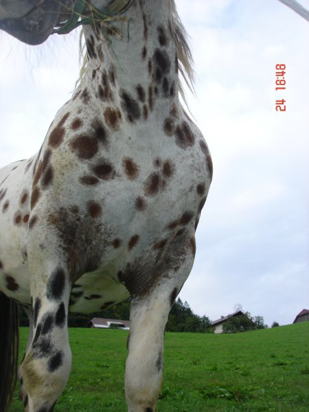 KONJI PRI PEČNIKU XD - foto