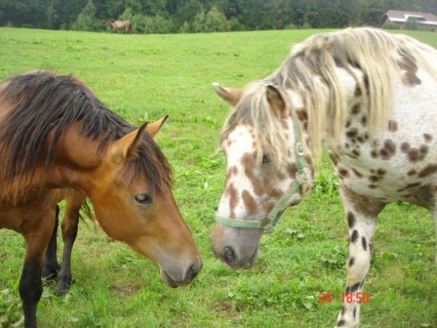 ŽREBCA V ČREDI LUMPY LEVO IN OSKAR DESNO