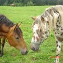 ŽREBCA V ČREDI LUMPY LEVO IN OSKAR DESNO