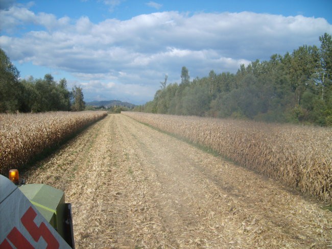 žetev 2007