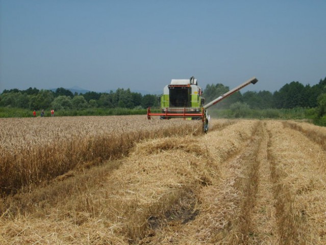 žetev 2007