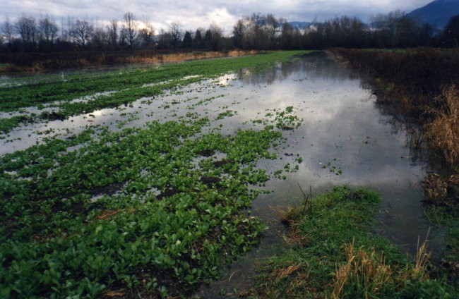 poplavljena ogrščica na barju