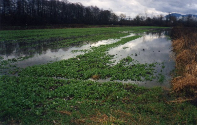 Poplavljena ogrščica na barju